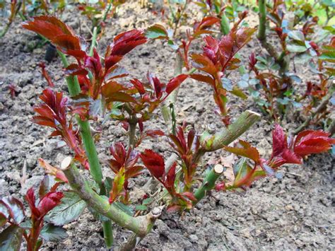 Beetrosen Schneiden Wann Wie Und Warum