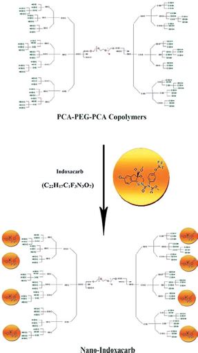 Schematic Representation Of Poly Citric Acid Poly Ethylene Glycol Download Scientific