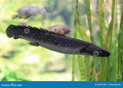 Lungfish De Africa Occidental Imagen De Archivo Imagen De Animal