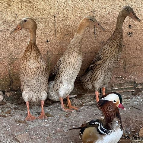 Ovos F Rteis De Marreco Corredor Para Chocar Grupo Ovos De Ouro