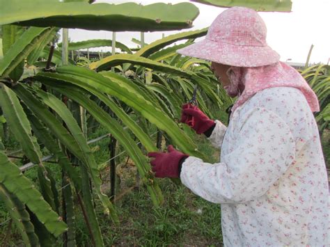 Estudiando Agricultura En Taiw N Pitahaya Aclareo De Capullos Y Brotes