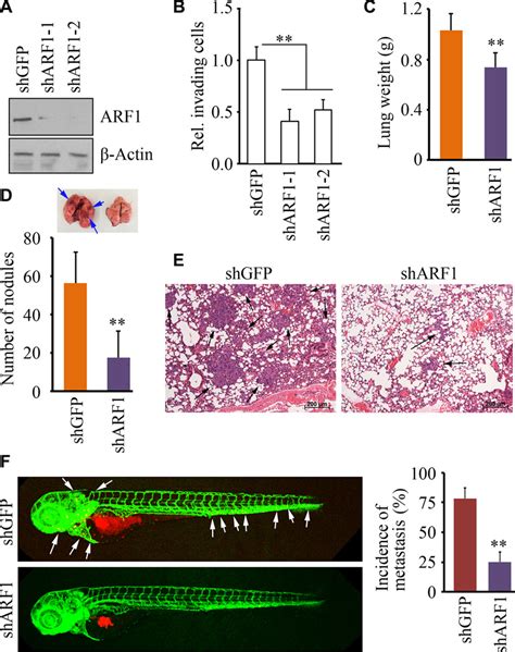 Knockdown Of Arf Leads To Reduced Cell Invasion And Metastasis In