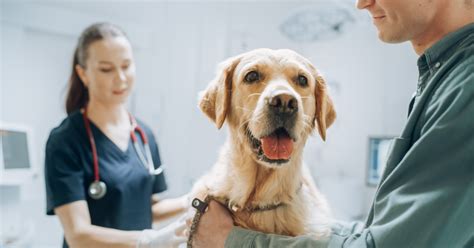 Heartworm Disease In Dogs Everything You Need To Know Dog News Web