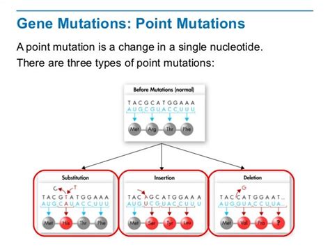 The Diagram Shows Three Types Of Mutations