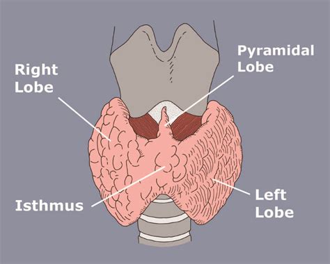 Thyroid Gland Drawing