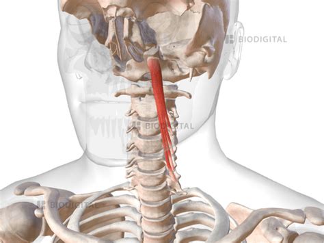 Left Longus Capitis Biodigital Anatomy