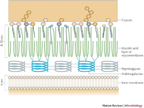 Schematic Representation Of The Cell Envelope Of Mycobacterium