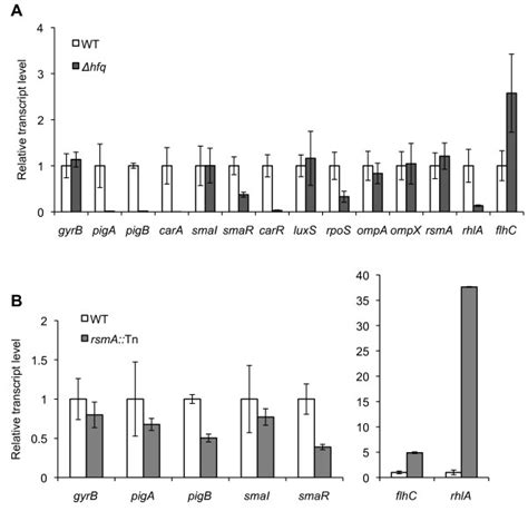 Rna Seq Reveals The Rna Binding Proteins Hfq And Rsma Play Various