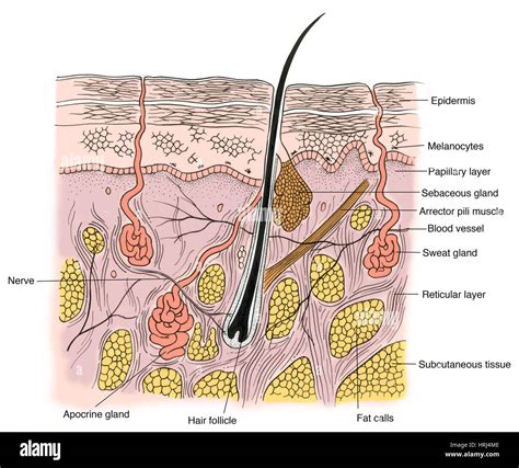 Papillary Layer And Reticular Layer Of Dermis