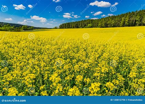 Farm Field Beautiful Yellow Blooming Rapeseed Canola Landscape At