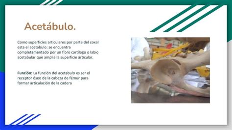 Terminolog A Anat Mica Medicina Veterinaria Ppt