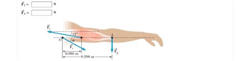 Solved The Arm In The Figure Below Weighs 372 N The Force