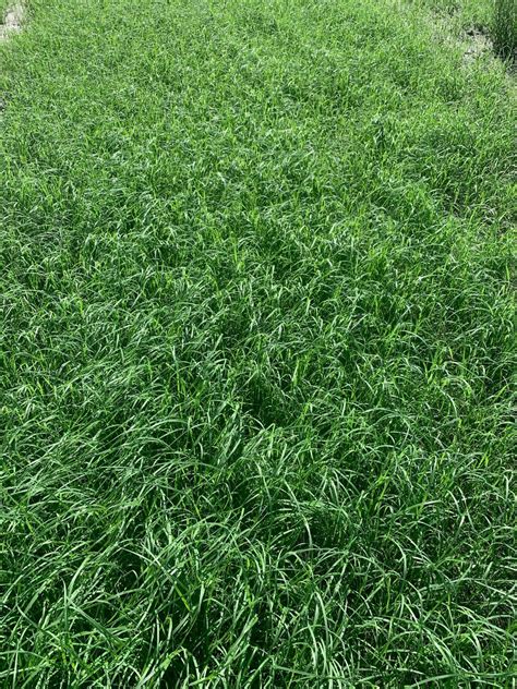 Teff Grass Seed