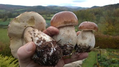 Cep – Identification, distribution, edibility. – Galloway Wild Foods