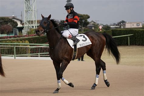 あっきい On Twitter 今日の中山のホウオウっ仔 中山4r 2歳未勝利 ホウオウドラッカー そんなに悪くは見えなかったが 立て直し