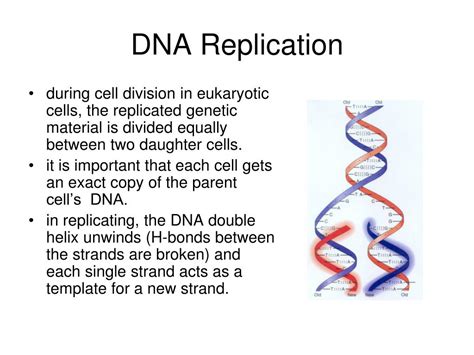 Dna Replicates In What Phase