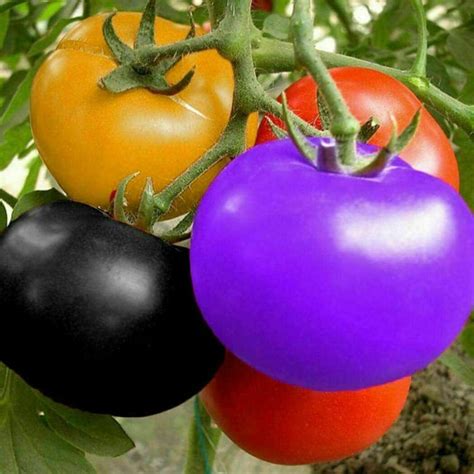 Rare Rainbow Tomato Seeds Tomatoe Seeds Vegetable Fruit Plant Etsy UK