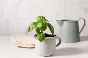 Growing Herbs In Pots For Beginners Step By Step Guide