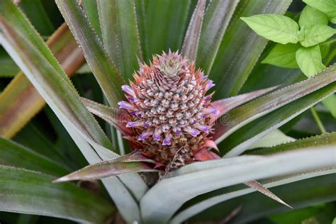 Flowering pineapple plant. stock image. Image of plant - 172973099