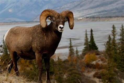 Kamchatka Snow Sheep Hunt Hunter Meets Hunter