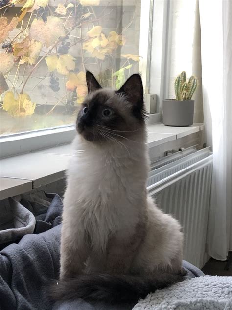 Morris the Siberian cat, neva masquerade: @fluffyandnudie instagram ️ ...