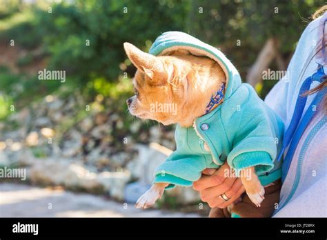Chihuahua Pet Dog Stock Photo Alamy