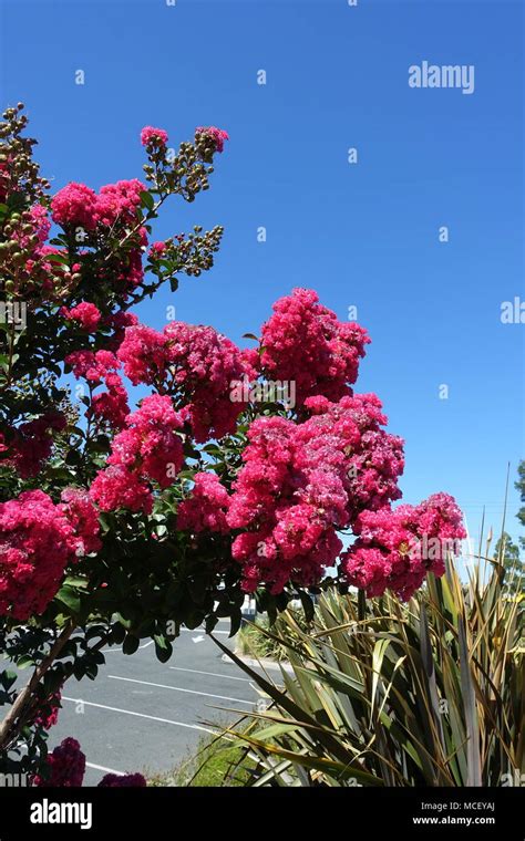 Lagerstroemia Or Commonly Known As Crape Myrtle Or Crepe Myrtle Against