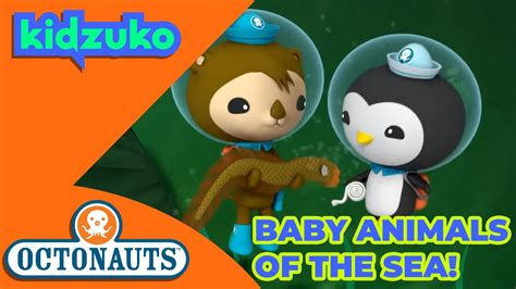 Octonauts Baby Animals Of The Sea 👶 Octonautsandfriends Youtube