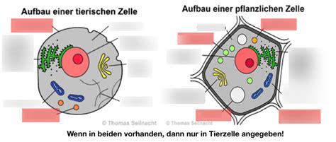 Pflanzenzelle Ohne Etiketten