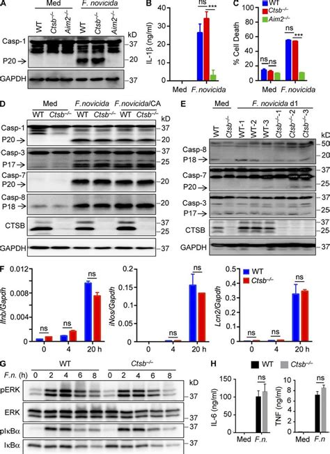 Recruitment of the lysosome to F. novicida is accelerated in the... | Download Scientific Diagram