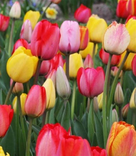 Tulip Bulb Viridiflora Mixed Wpc Prins Quality Spring Bulbs Pack