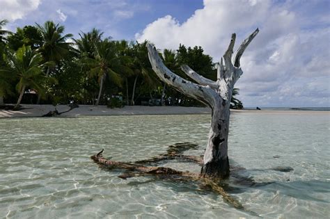 Isla Pisar En La Laguna Truk En El Estado Chuuk De Micronesia Foto De