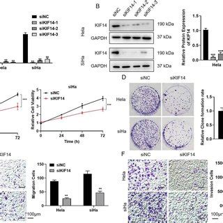 Kif Knockdown Inhibits Cell Proliferation Migration And Invasion