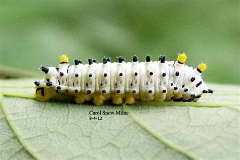 Promethea Silkmoth Caterpillar Project Noah