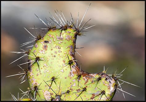 blog prickly pear - Do It Yourself Nature Travel