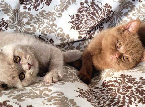 Cinnamon Tar N Kahverengi Ve Fawn Rengi British Shorthair Yavrular