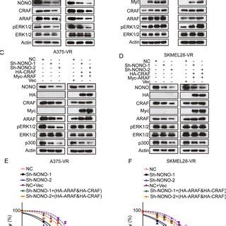 NONO Improves The Expression Of CRAF And ARAF A NONO Silencing