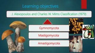 Classification Of Fungi PPT