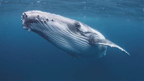 Why don’t whales get cancer? - Cosmos Magazine