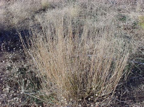 Vascular Plants Of The Gila Wilderness Eragrostis Lehmanniana