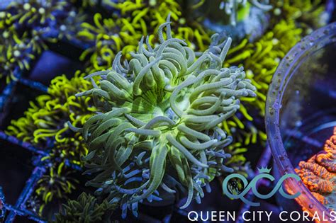 Neon Green Duncan Wysiwyg Queen City Corals