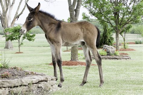 Calamity Jane @ Missouri Mule Company