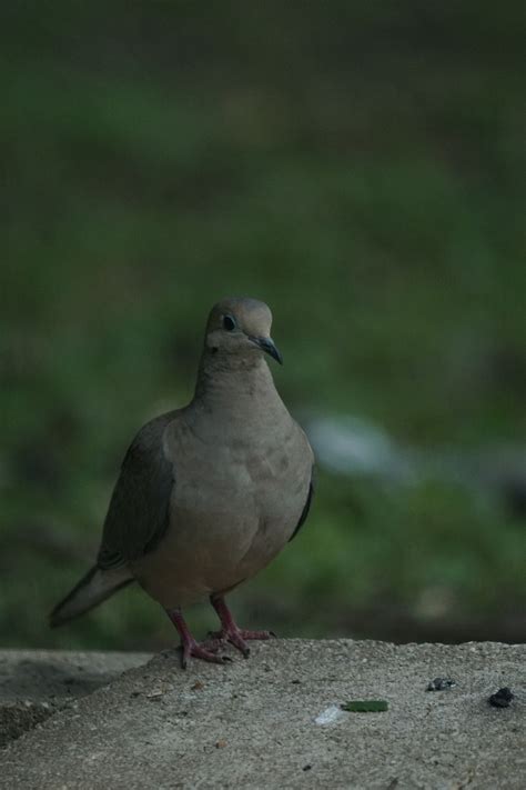 Dove Morning Outside Free Photo On Pixabay Pixabay
