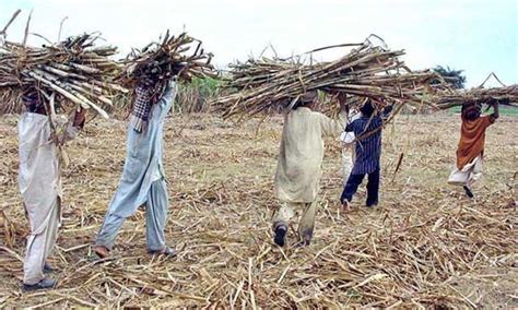 Cane Commissioner Reconciles Growers Dues Outstanding Against Sugar