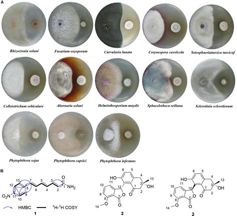 Frontiers Community Composition Antifungal Activity And Chemical