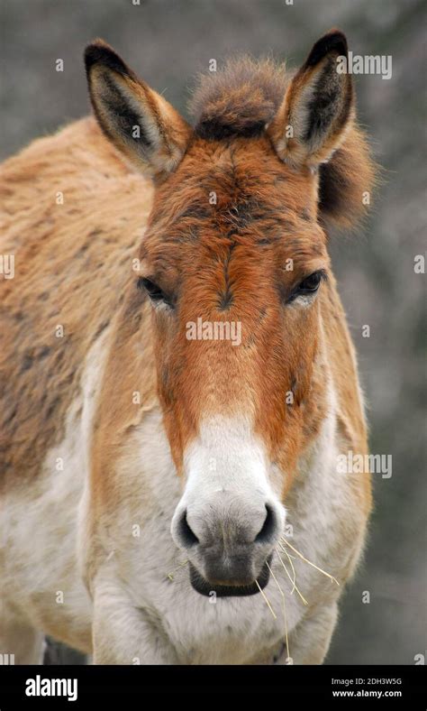 Kiang Tibetan Wild Ass Khyang And Gorkhar Tibet Wildesel Equus