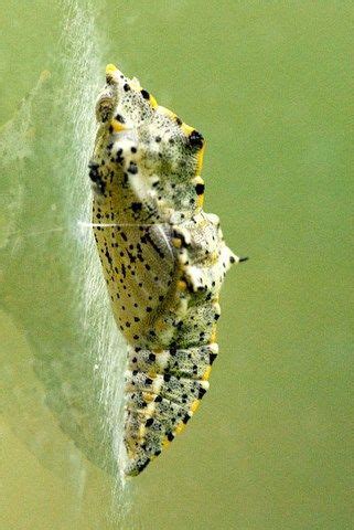 Pieris Brassicae Pi Ride Du Chou Chrysalide Choux Insectes