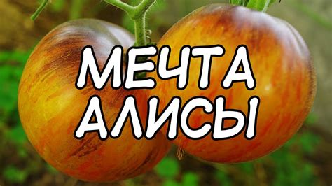 Томат Мечта Алисы - YouTube