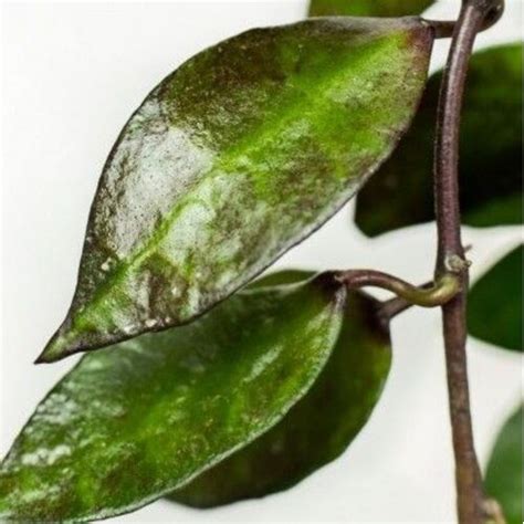 Hoya krohniana Black Leaves | geliustebuklai.lt
