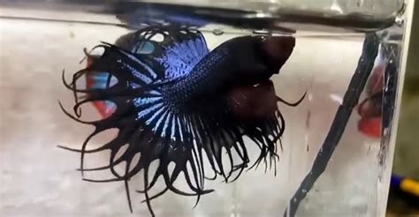 Gold Digger Betta King Crowntail